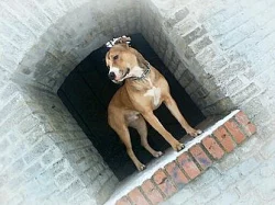 Americký Pitbullteriér s PP